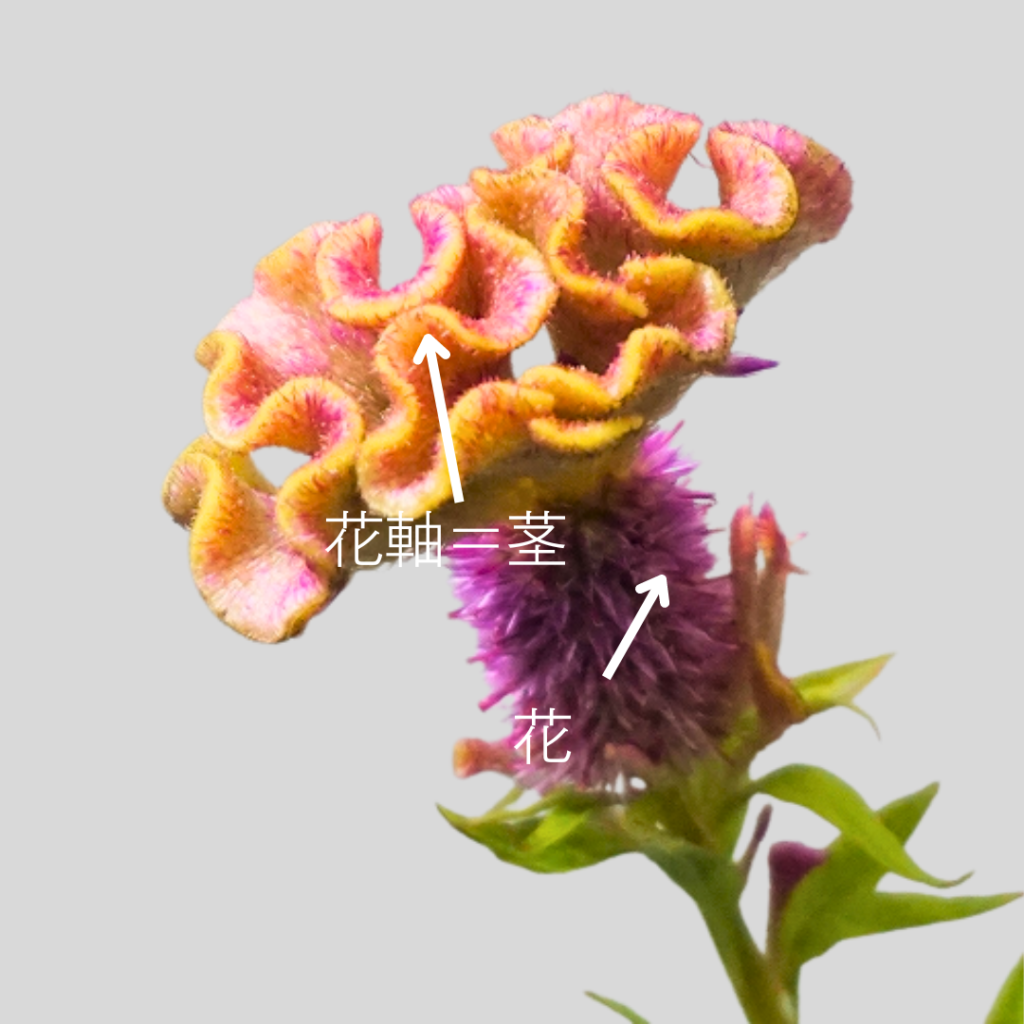 Celosia argentea